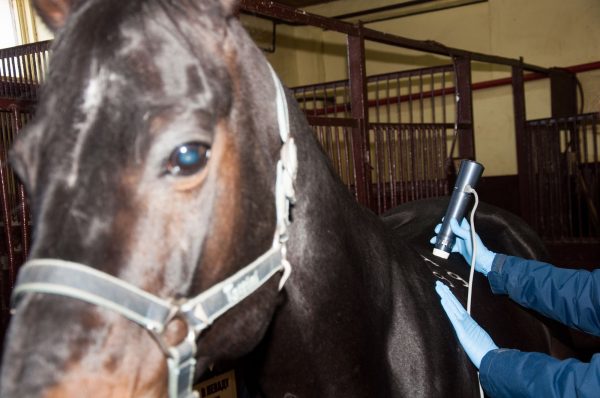 shockwave, veterinary, horses, ударно-волновая терапия лошадей, лечение лошадей, ветеринария, спортивные лошади, УВТ